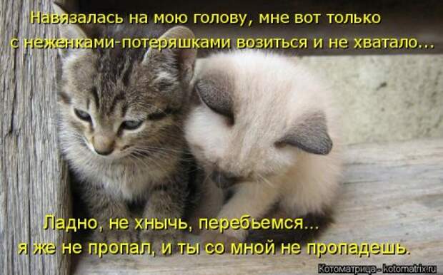 Лучшая котоматрица недели (38 фото)