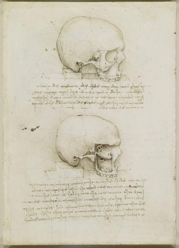 Recto: A skull sectioned. Verso: A cranium sectioned