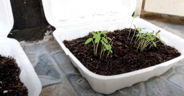 Идея для дачи: как сделать вертикальные грядки для выращивания томатов вверх тормашками