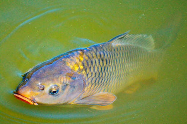 Какая рыба водится в пресных водоемах России — список, характеристика и фото