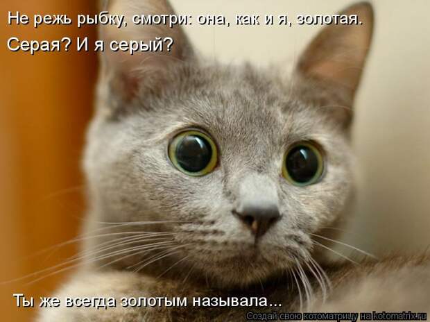 Котоматрица: Не режь рыбку, смотри: она, как и я, золотая. Серая? И я серый? Ты же всегда золотым называла...
