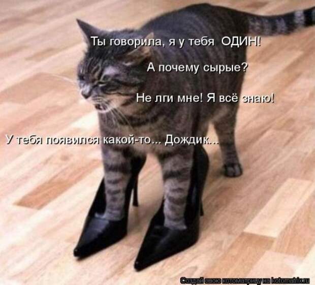 Свежая котоматрица (20 фото)