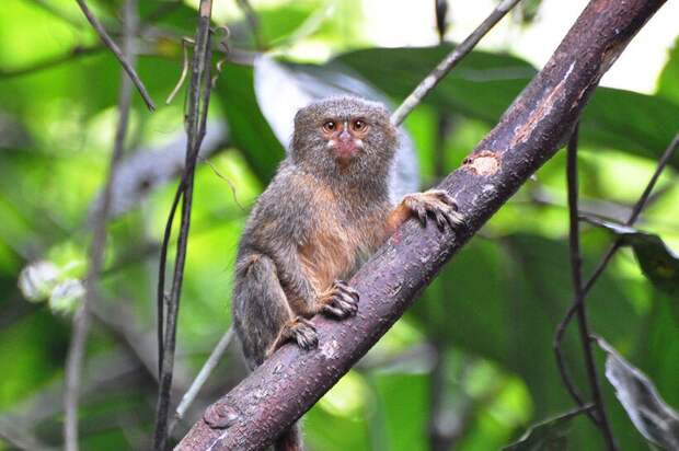 Ягуарунди и еще 20 невероятных животных, которые обитают в тропических лесах Амазонии