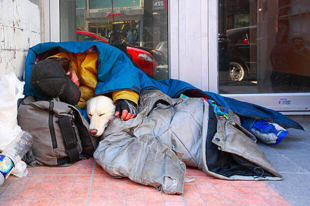 dogs_dont_care_about_money_all_they_need_is_love_640_02