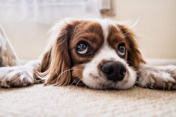 dog-2785074_1920 alt