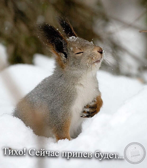 Тихо! Сейчас припев будет