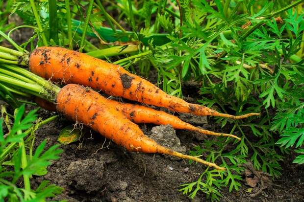 Выращивание моркови