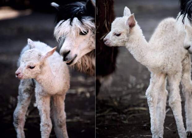 В Московском зоопарке впервые родился детеныш альпаки