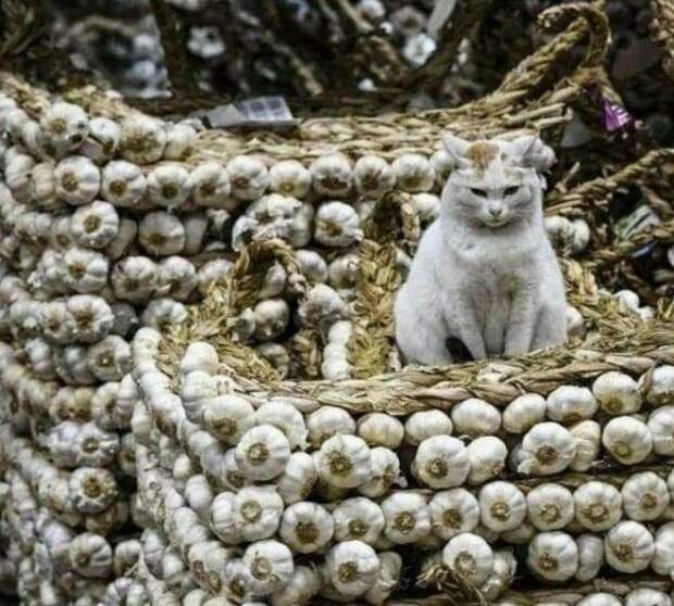 Вампир