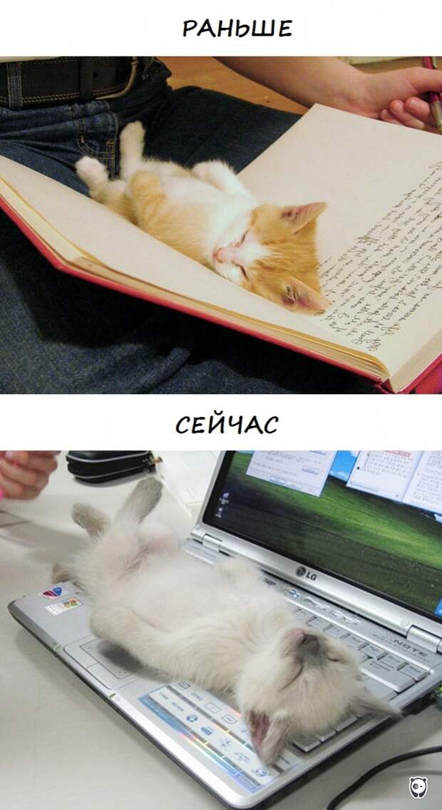 коты