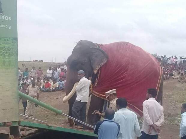 В Индии освободили слона, который 50 лет сидел на цепи и терпел побои