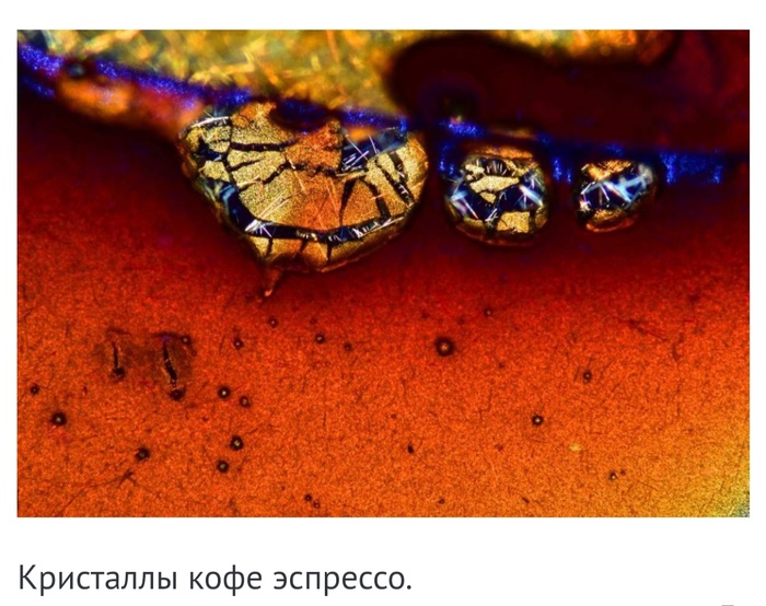 Невероятные фотографии под микроскопом Микроскоп, Макросъемка, Интересное, Длиннопост