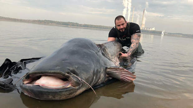 Рыба мечты: в Польше выловили 100-килограммового сома