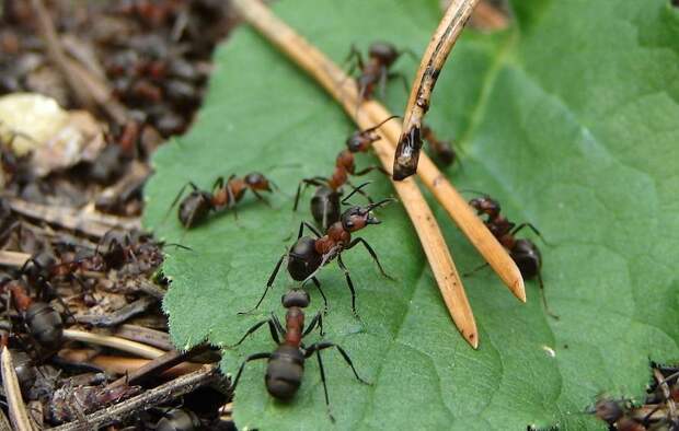 Названо самое простое и эффективное средство спасет ваш сад от муравьев