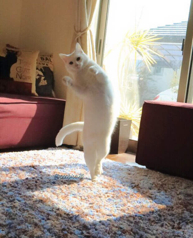 Эта кошка танцует так, будто никто ее не видит кот, танец