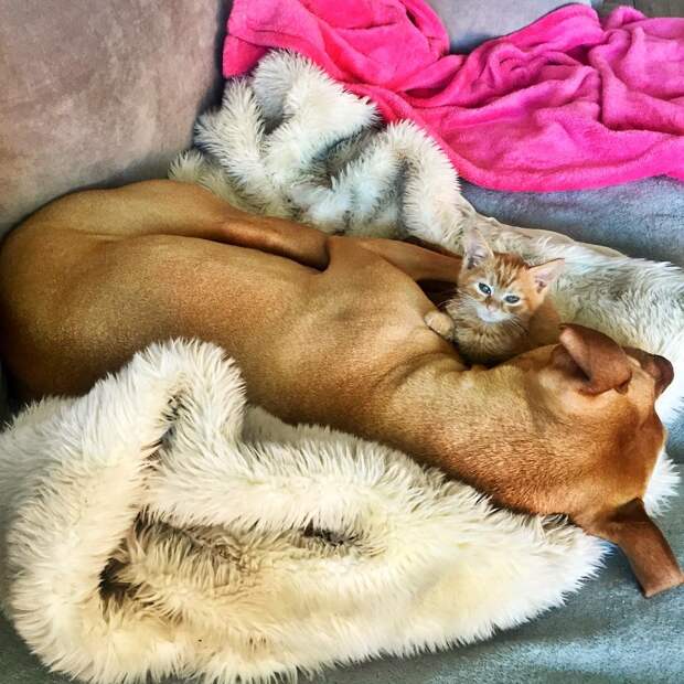 dog-likes-cats-ginger-pit-bull-bubba-loves-rue-6