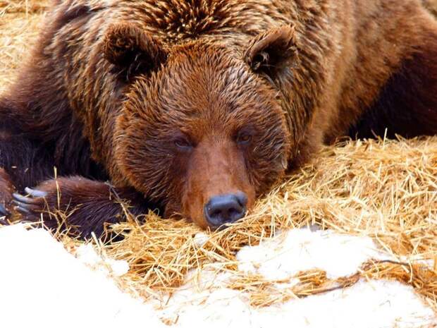 Омский медведь Фома проснулся от зимней спячки, не оценил весну и снова залег в берлогу ynews, весна, зоопарк, март, медведи, омск, погода, спячка