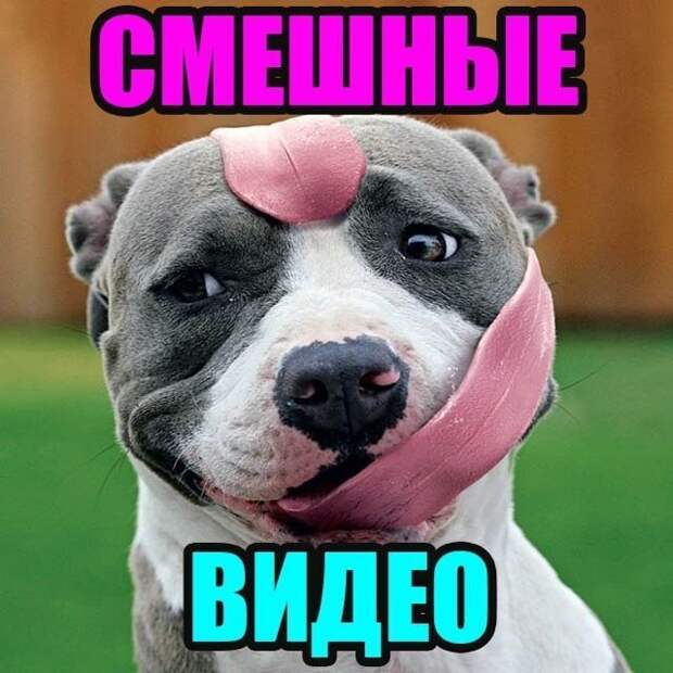 Сделали дубль канал cмешные видео (https://max