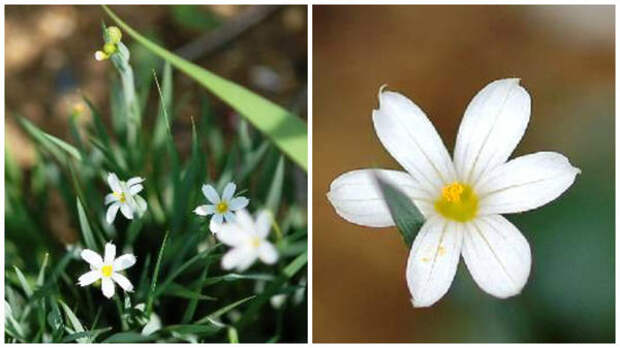Сисиринхий сорт Nort Star, общий вид и цветок крупным планом, оба фото сайта www.seedsman.jp