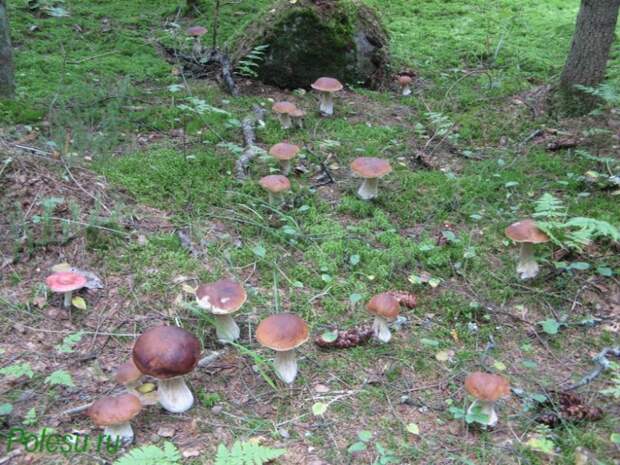 Как вырастить грибы на даче