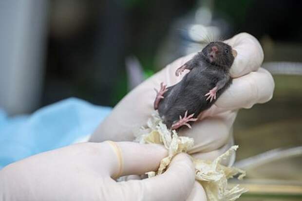 Онищенко прокомментировал сведения о вспышке мышиной лихорадки в России