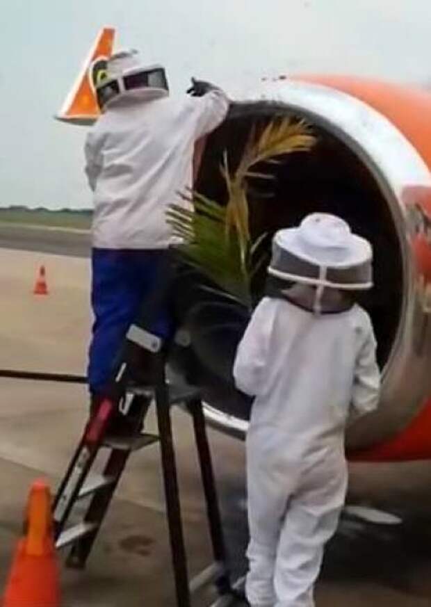 20 000 пчел устроили привал в двигателе самолета