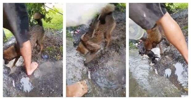 Собака пытается спасти своих щенят из затопленного дождем логова Вьетнам, в мире, видео, животные, собака, спасение, щенята
