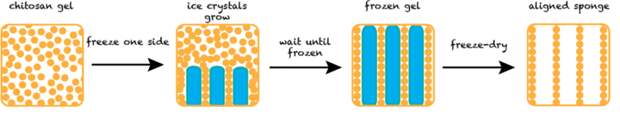 creation process of aligned pores chitosan sponge biotechnology