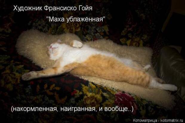 Новая котоматрица для всех (30 фото)