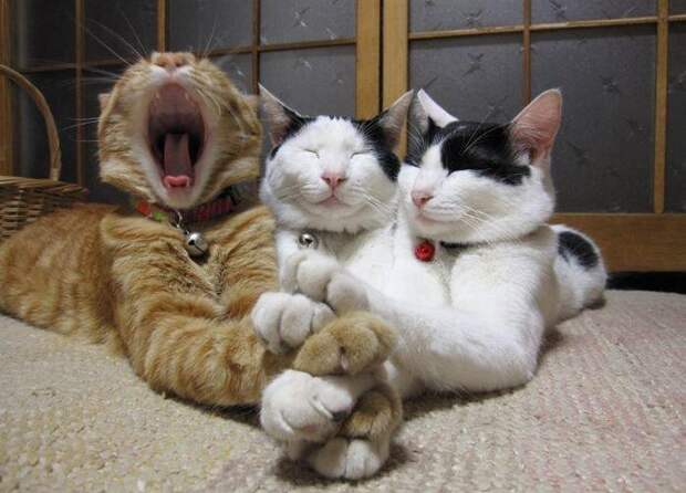 Давайте улыбаться вместе :)