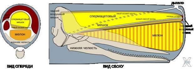 Схема головы кашалота