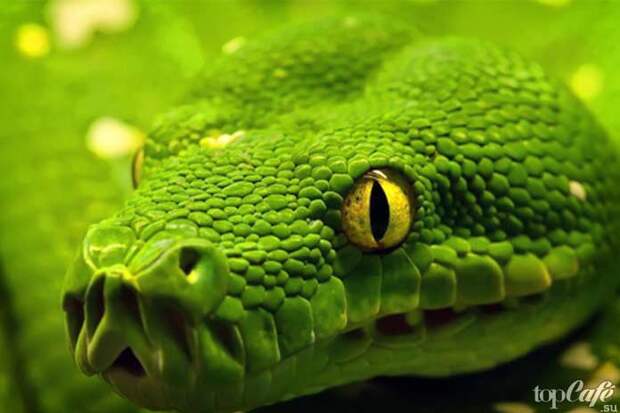 Самые интересные факты о змеях: Датчик температуры