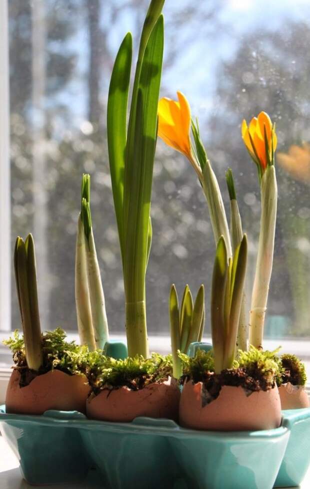 Молодые побеги крокуса любят купаться в солнечных лучах