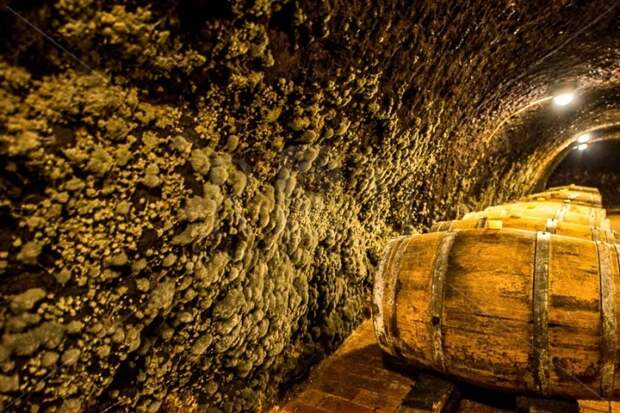 За несколько сотен лет каменные своды покрылись очень полезной плесенью, помогающей поддерживать нужный микроклимат (Tokaj-Hegyalja, Венгрия). | Фото: blog.rossandhelen.com. За несколько сотен лет каменные своды покрылись очень полезной плесенью, помогающей поддерживать нужный микроклимат (Tokaj-Hegyalja, Венгрия). | Фото: blog.rossandhelen.com.