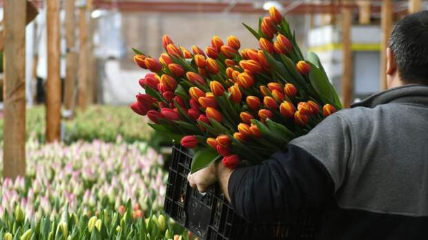 Россиянам объяснили, как не быть обманутыми при покупке сертификата к 8 Марта