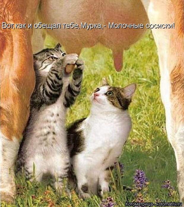 Котоматрица: Вот,как и обещал тебе,Мурка,- Молочные сосиски!