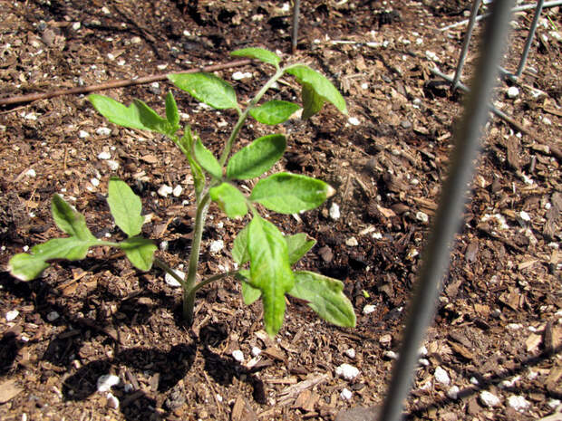 Baby tomato