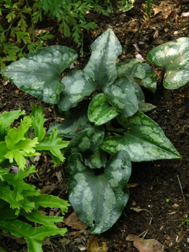 4c028ddf73.asarum-splendens.jpg