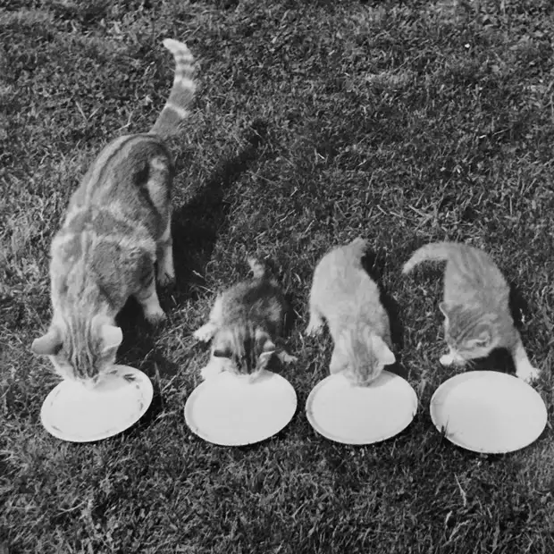 ������ ������� � �������, ������� 70 ��� �������������� �����   23 1