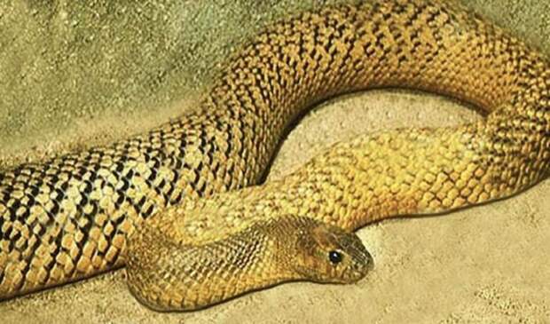Особенностью этой змеи является не высокая токсичность яда, а скорость, с которой она кусает свою добычу.