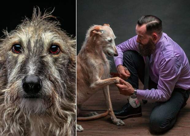 Прекрасные собаки с трагичной судьбой — борзые гальго из Испании