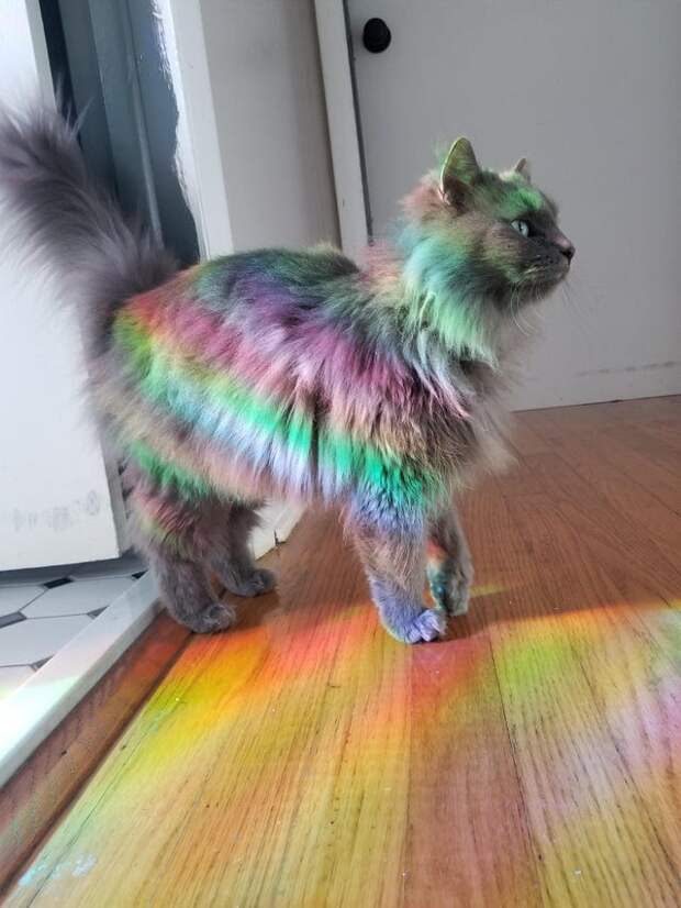Без кота и жизнь не та
