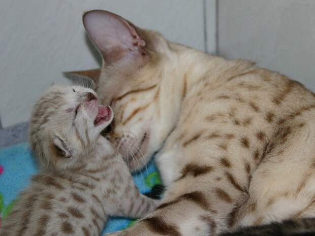 Фотография: 50 красавцев котов и их очаровательные мини-копии №44 - BigPicture.ru