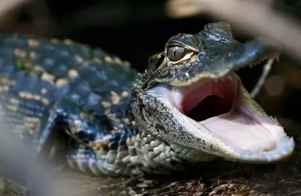 Видео: Детеныш аллигатора забрался в дом и устроил там переполох