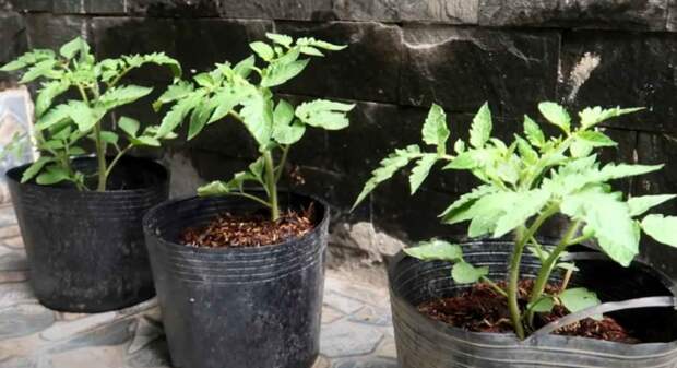 Идея для дачи: как сделать вертикальные грядки для выращивания томатов вверх тормашками