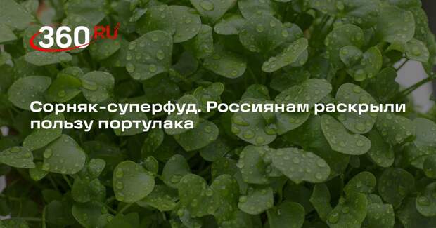 Врачи Агапкин и Макиша призвали россиян добавлять в салат огородный портулак