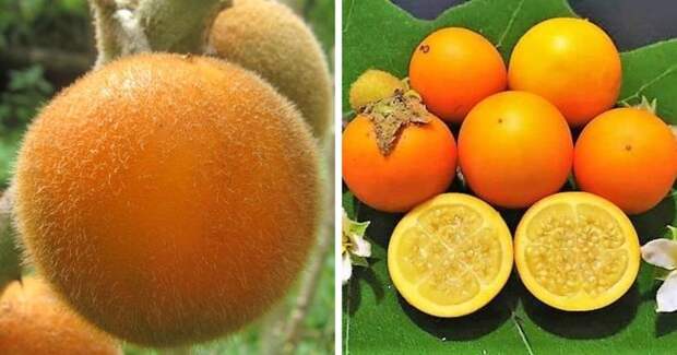 Необычные и экзотические фрукты, которые вам ещё предстоит попробовать