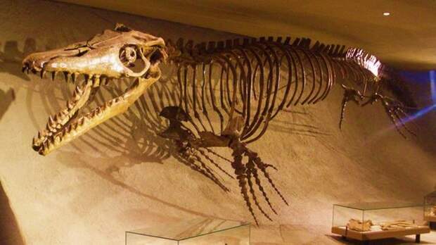 9 окаменелостей, изменивших взгляд на динозавров