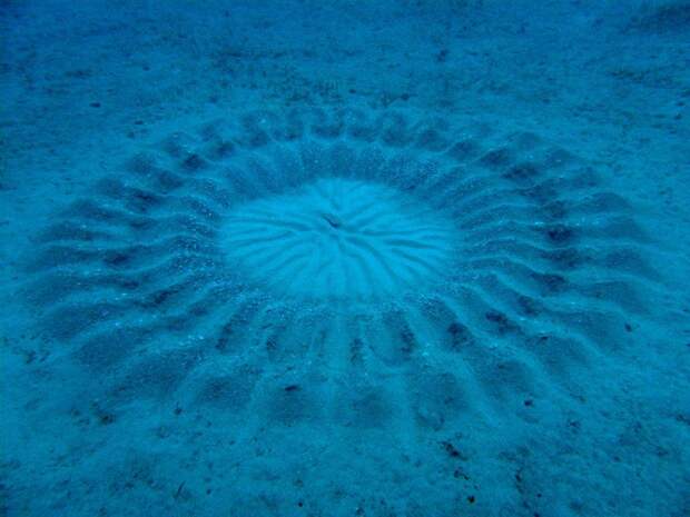 6. Подводные "круги на полях" загадки, океан, тайны