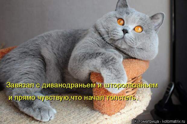Котоматрица: Завязал с диванодраньем и шторолазаньем и прямо чувствую,что начал толстеть.